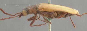 Media type: image;   Entomology 34047 Aspect: habitus lateral view